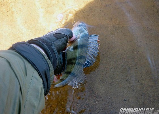 Изображение 1 : С третьего раза все получилось или окунь в отводной